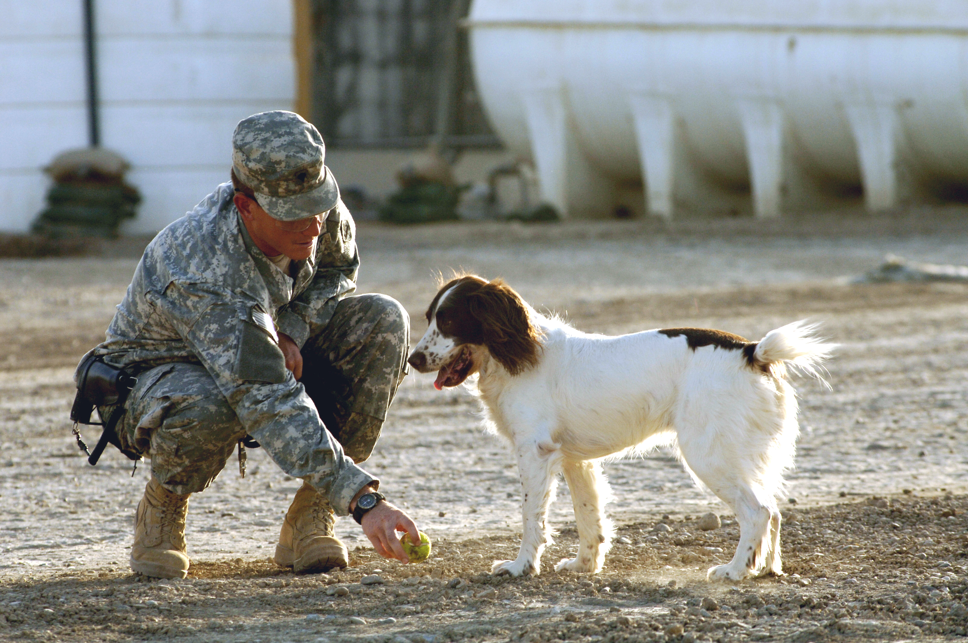 http://roxanaiordache.files.wordpress.com/2011/05/military-dog-defense-gov.jpg